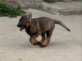 2 chiots Berger Allemand gris loup de lignée de travail à vendre