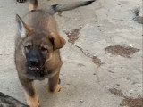 2 chiots Berger Allemand gris loup de lignée de travail à vendre