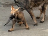2 chiots Berger Allemand gris loup de lignée de travail à vendre