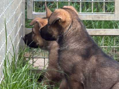 2 chiots Berger Allemand gris loup de lignée de travail à vendre
