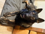 2 chiots Berger Allemand gris loup de lignée de travail à vendre