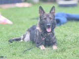 2 chiots Berger Allemand gris loup de lignée de travail à vendre