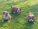 Chiots Bouledogue Anglais LOF à vendre