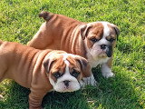 Les 2 femelles