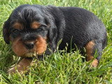 4 Cavalier King Charles non LOF disponible en juin 2026