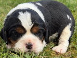 4 Cavalier King Charles non LOF disponible en juin 2026