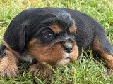4 Cavalier King Charles non LOF disponible en juin 2026