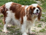 4 Cavalier King Charles non LOF disponible en juin 2026