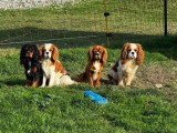 4 Cavalier King Charles non LOF disponible en juin 2026