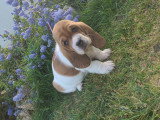 Chiots Basset Hound à vendre