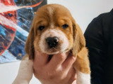 Chiots Basset Hound à vendre