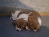 Chiots Basset Hound à vendre
