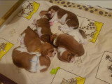 Chiots Basset Hound à vendre