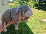 Chiots Bouledogue Anglais exotiques à vendre