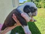 Chiots Bouledogue Anglais exotiques à vendre