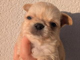 Deux chiots Chihuahua poils longs sable LOF nés en mars 2026 à réserver