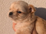 Deux chiots Chihuahua poils longs sable LOF nés en mars 2026 à réserver