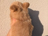 Deux chiots Chihuahua poils longs sable LOF nés en mars 2026 à réserver