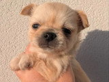 Deux chiots Chihuahua poils longs sable LOF nés en mars 2026 à réserver