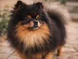 Spitz nain mâle LOF import russe disponible pour saillie