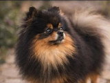 Spitz nain mâle LOF import russe disponible pour saillie
