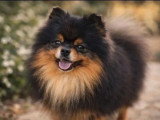 Spitz nain mâle LOF import russe disponible pour saillie