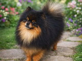 Spitz nain mâle LOF import russe disponible pour saillie