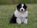 2 chiots Berger Australien  de mars 2026 noir tricolore LOF à vendre