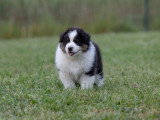 2 chiots Berger Australien  de mars 2026 noir tricolore LOF à vendre