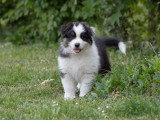 2 chiots Berger Australien  de mars 2026 noir tricolore LOF à vendre