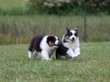 2 chiots Berger Australien  de mars 2026 noir tricolore LOF à vendre