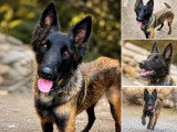 Chienne Berger Belge de mars 2024 LOF à vendre