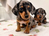 Deux chiots femelles Teckel nain poil ras arlequin LOF à vendre