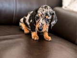 Deux chiots femelles Teckel nain poil ras arlequin LOF à vendre