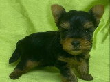 5 chiots Yorkshire Terrier à réserver non LOF nés mars 2026