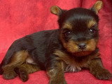5 chiots Yorkshire Terrier à réserver non LOF nés mars 2026