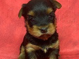 5 chiots Yorkshire Terrier à réserver non LOF nés mars 2026
