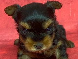 5 chiots Yorkshire Terrier à réserver non LOF nés mars 2026