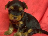 5 chiots Yorkshire Terrier à réserver non LOF nés mars 2026