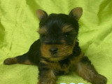 5 chiots Yorkshire Terrier à réserver non LOF nés mars 2026