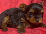 5 chiots Yorkshire Terrier à réserver non LOF nés mars 2026
