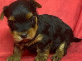 5 chiots Yorkshire Terrier à réserver non LOF nés mars 2026