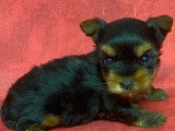 5 chiots Yorkshire Terrier à réserver non LOF nés mars 2026