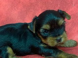 5 chiots Yorkshire Terrier à réserver non LOF nés mars 2026