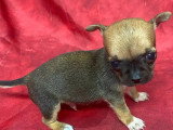 Cinq chiots Chihuahua mâles à poils courts à réserver non LOF nés en mars 2026
