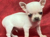Cinq chiots Chihuahua mâles à poils courts à réserver non LOF nés en mars 2026