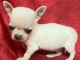 Cinq chiots Chihuahua mâles à poils courts à réserver non LOF nés en mars 2026