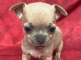Cinq chiots Chihuahua mâles à poils courts à réserver non LOF nés en mars 2026