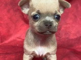 Cinq chiots Chihuahua mâles à poils courts à réserver non LOF nés en mars 2026