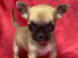 Cinq chiots Chihuahua mâles à poils courts à réserver non LOF nés en mars 2026
